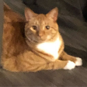 Meet your Posher, Leo and bear